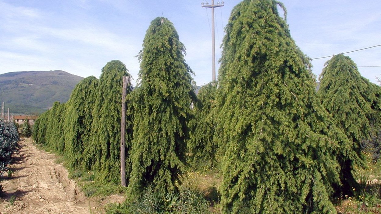 Лиственница европейская Пендула pendula