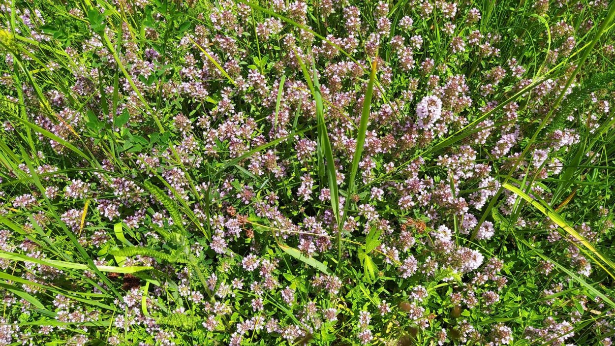 Тимьян Мугоджарский