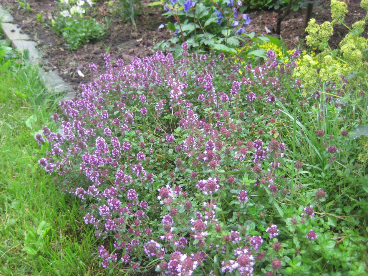 Тимьян Богородская трава