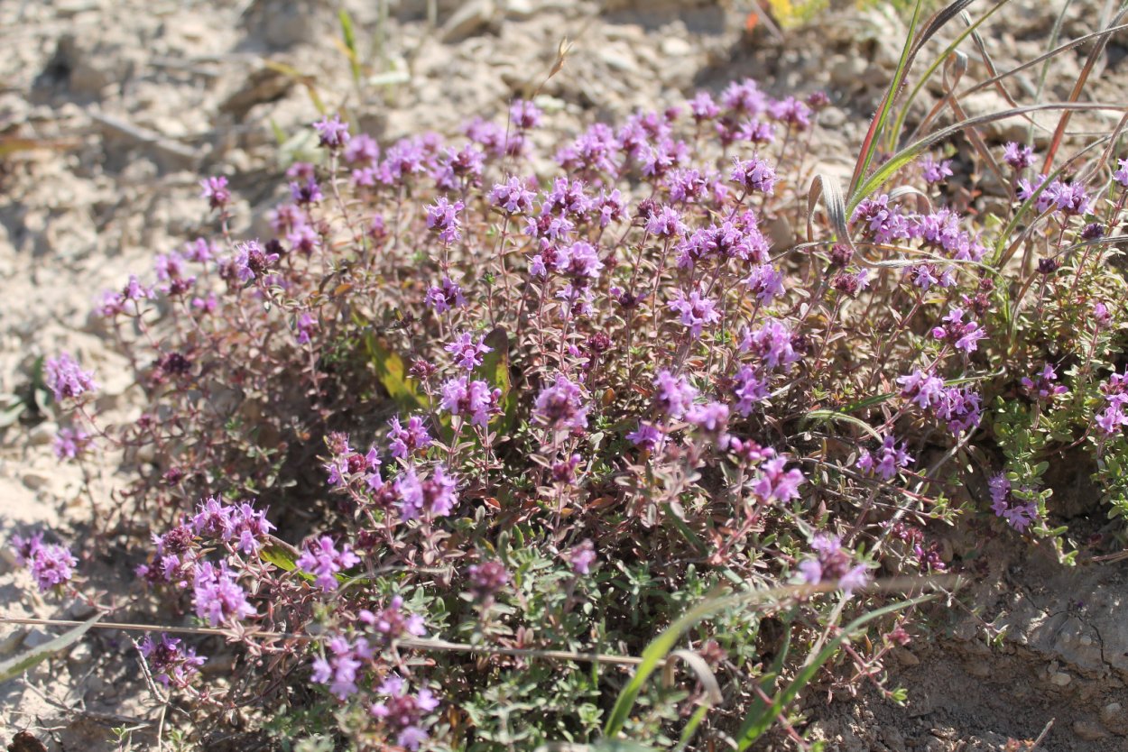 Тимьян Богородская трава