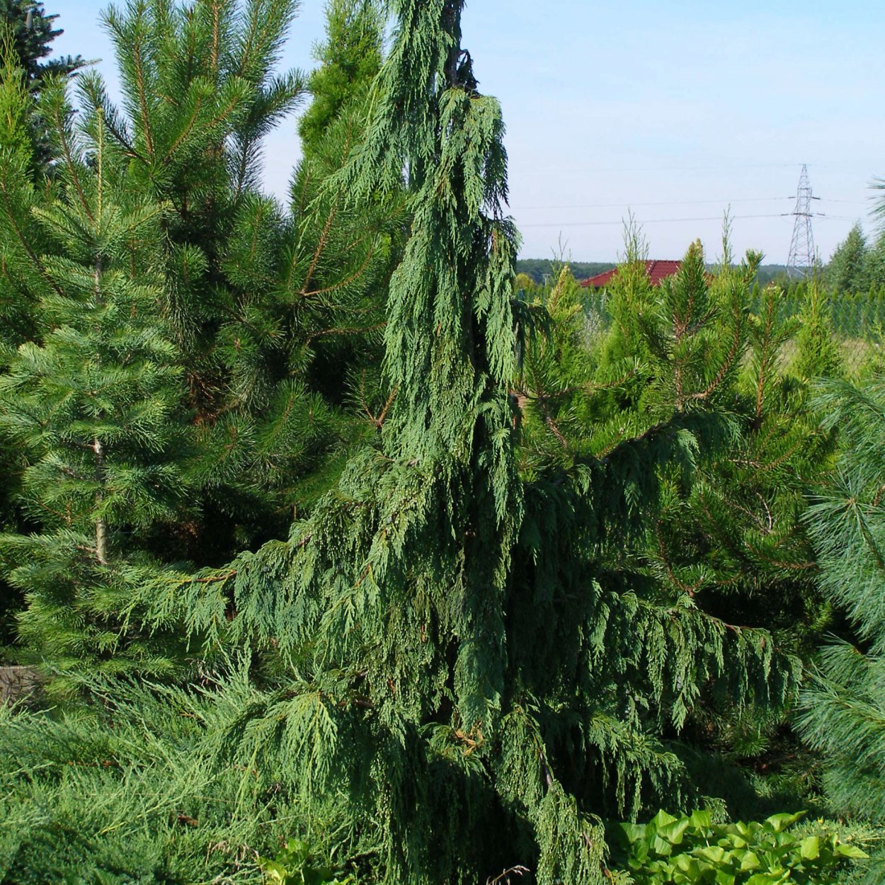 Лиственница Пендула