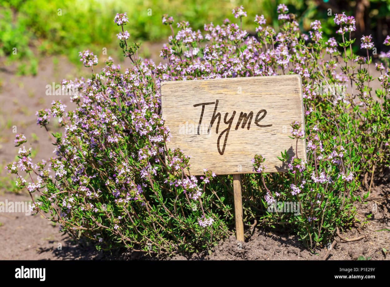 Тимьян этикетка