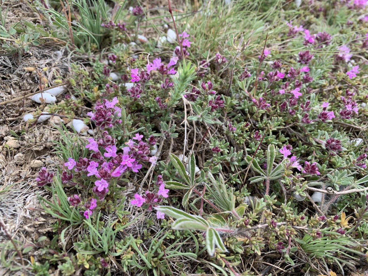 Тимьян Мугоджарский