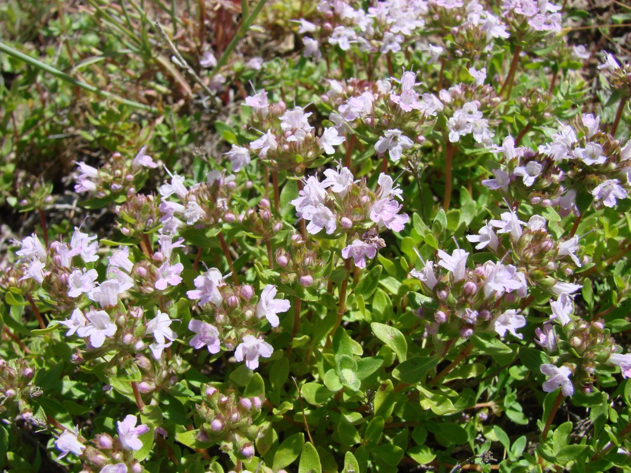 Чабрец полевой