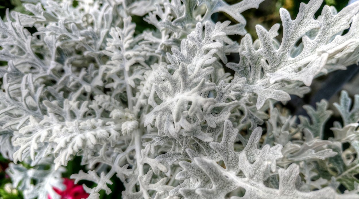 Растения White Glitterati
