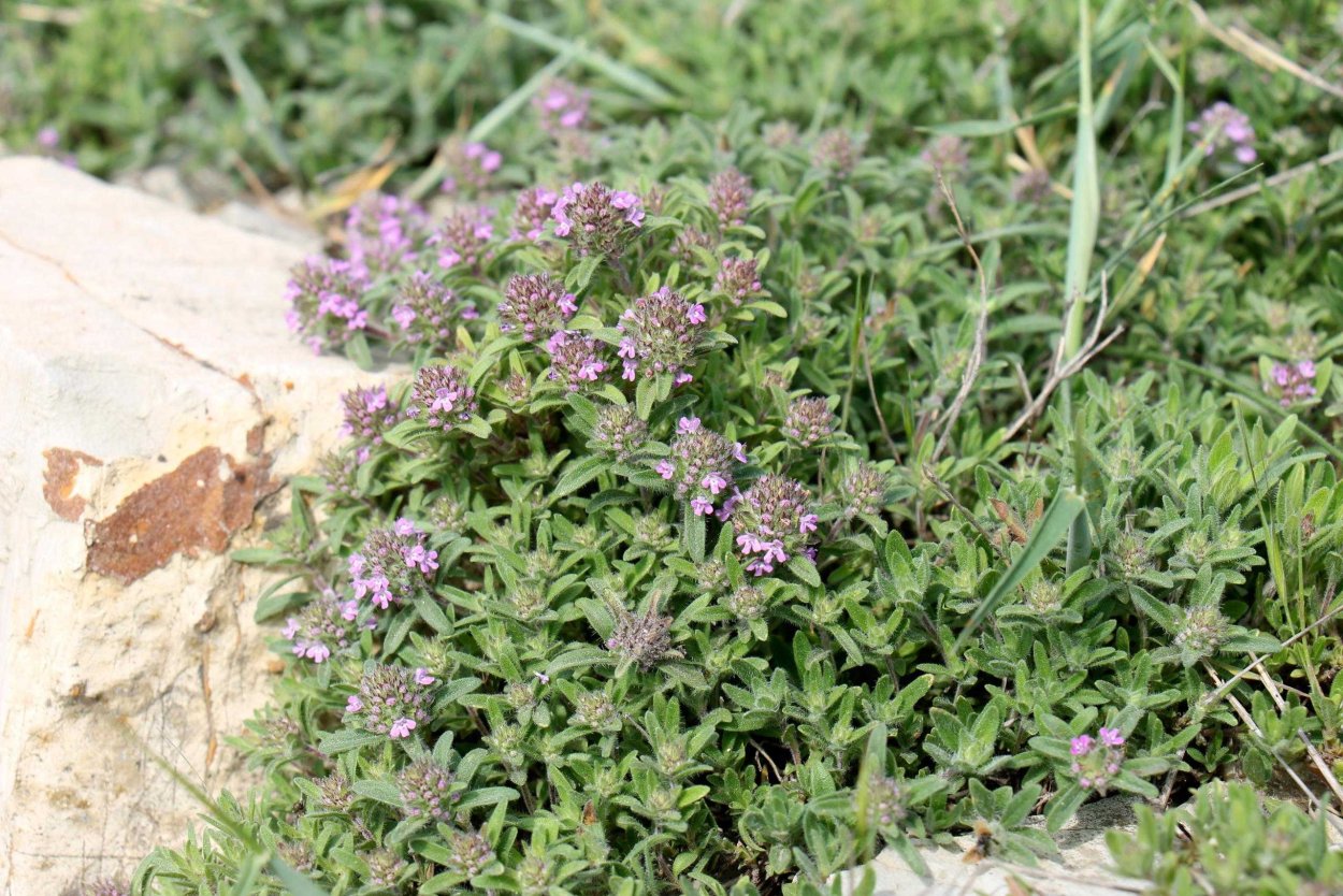 Трава чабрец