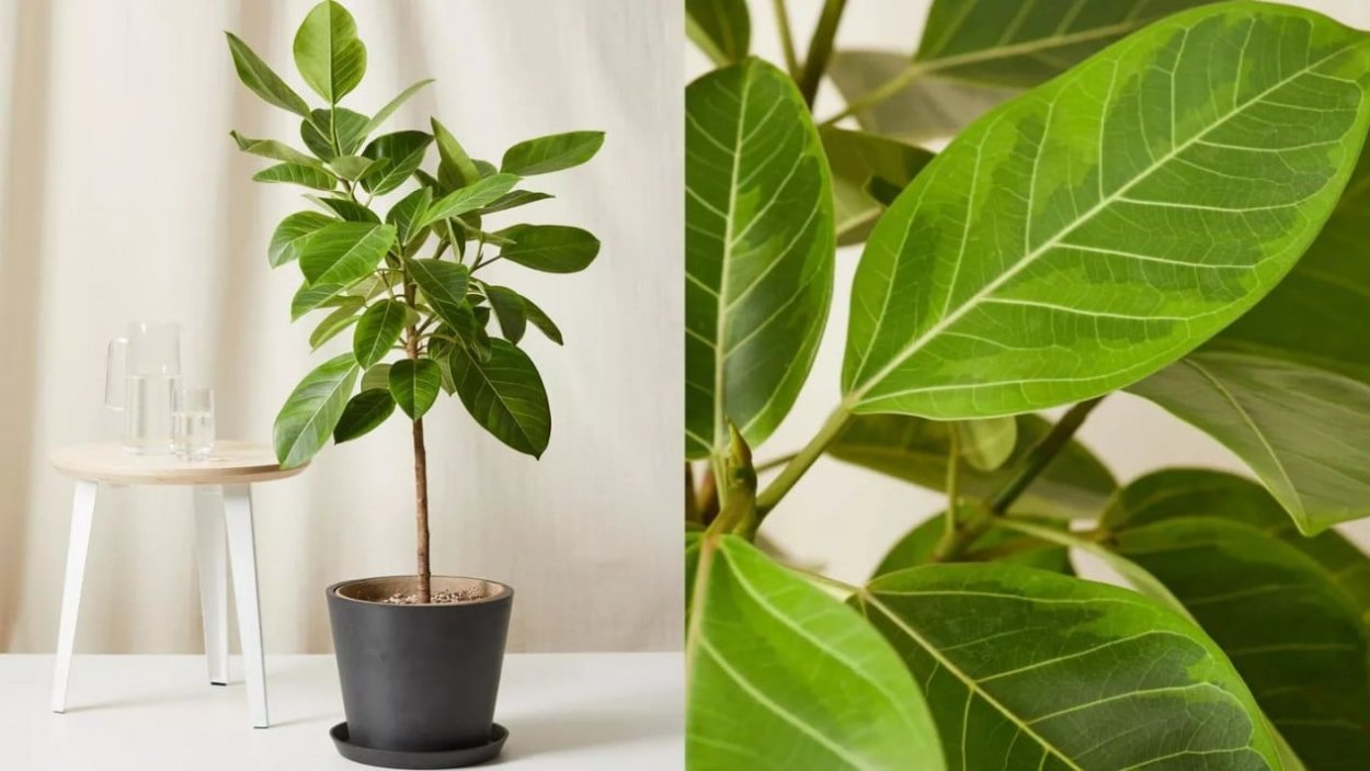 Фикус altissima