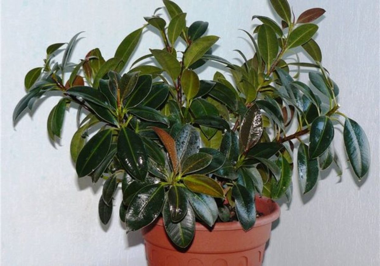 Фикус Мелани (Ficus Melany)