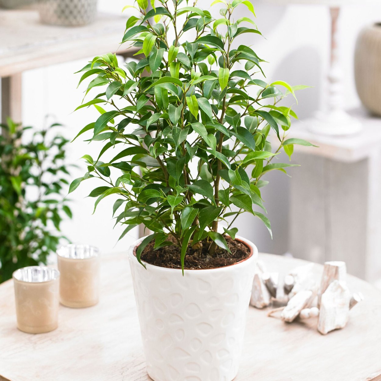 Фикус Бендж Наташа