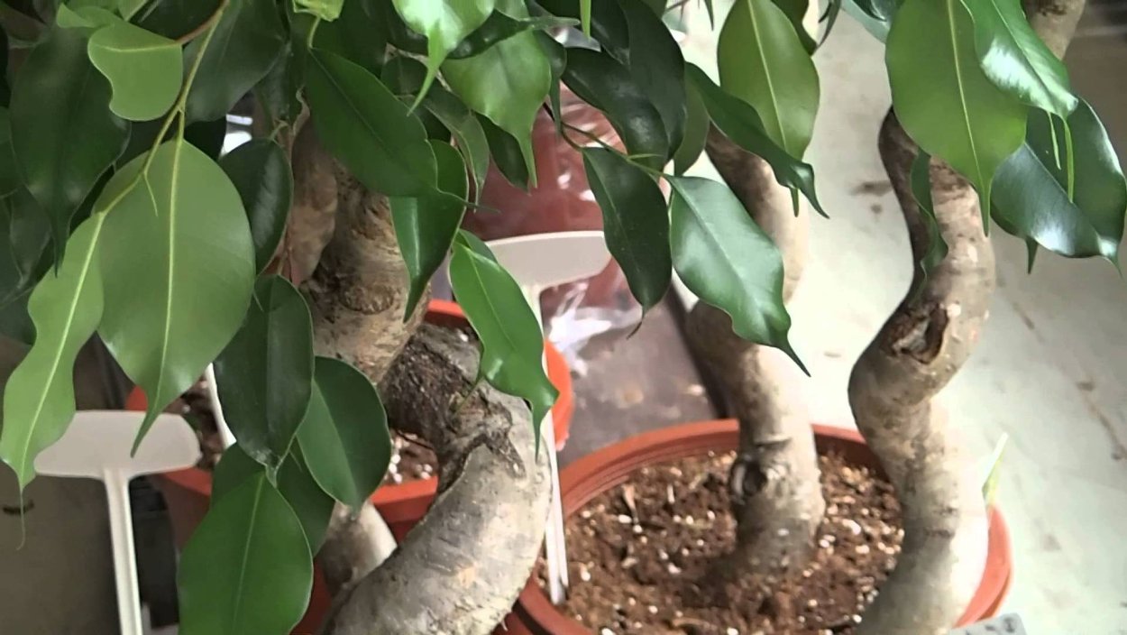 Фикус каучуконосный заплести