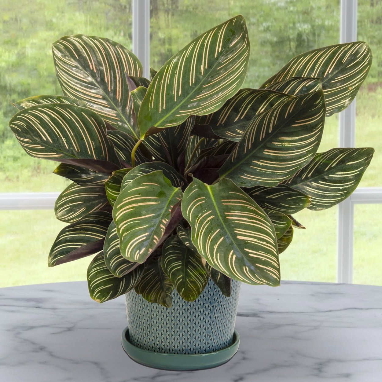Calathea lancifolia
