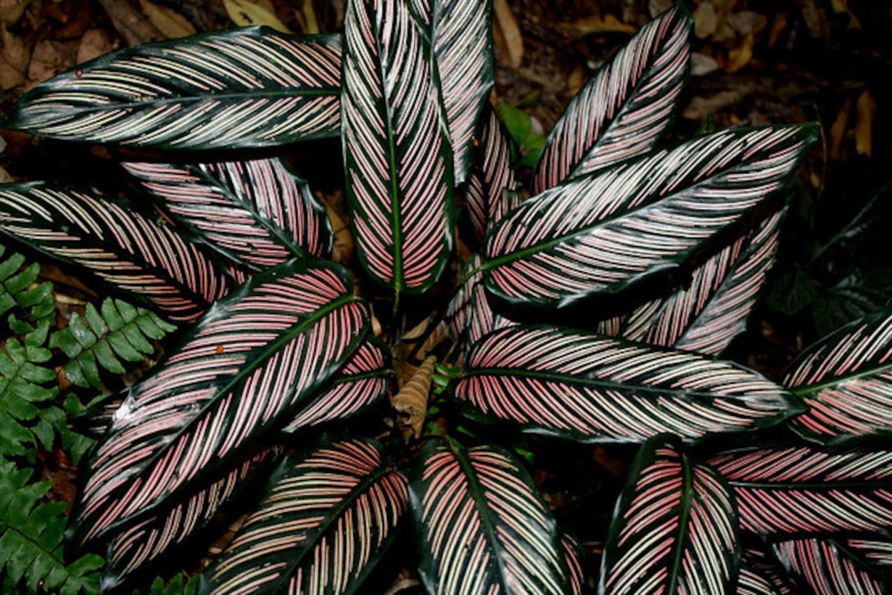 Калатея пинстрайп (Pinstripe Calathea)