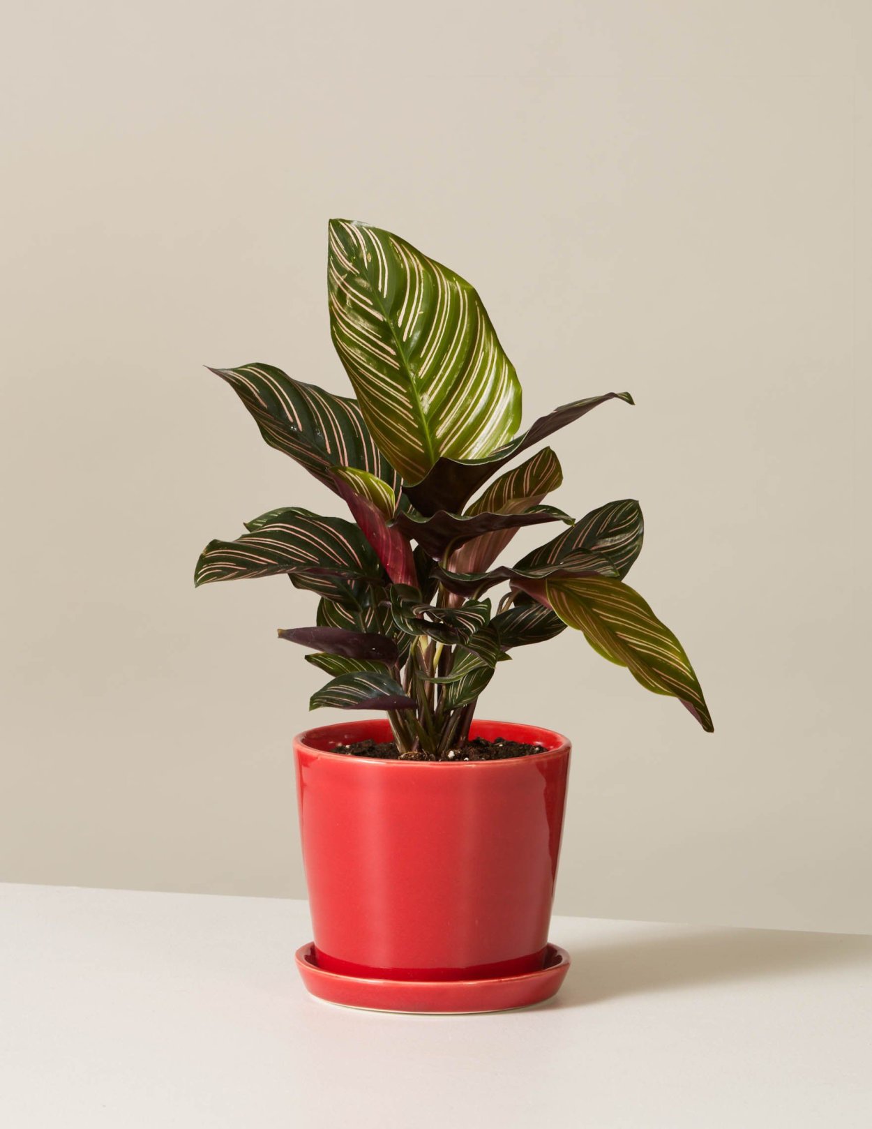 Калатея Элгерграсс