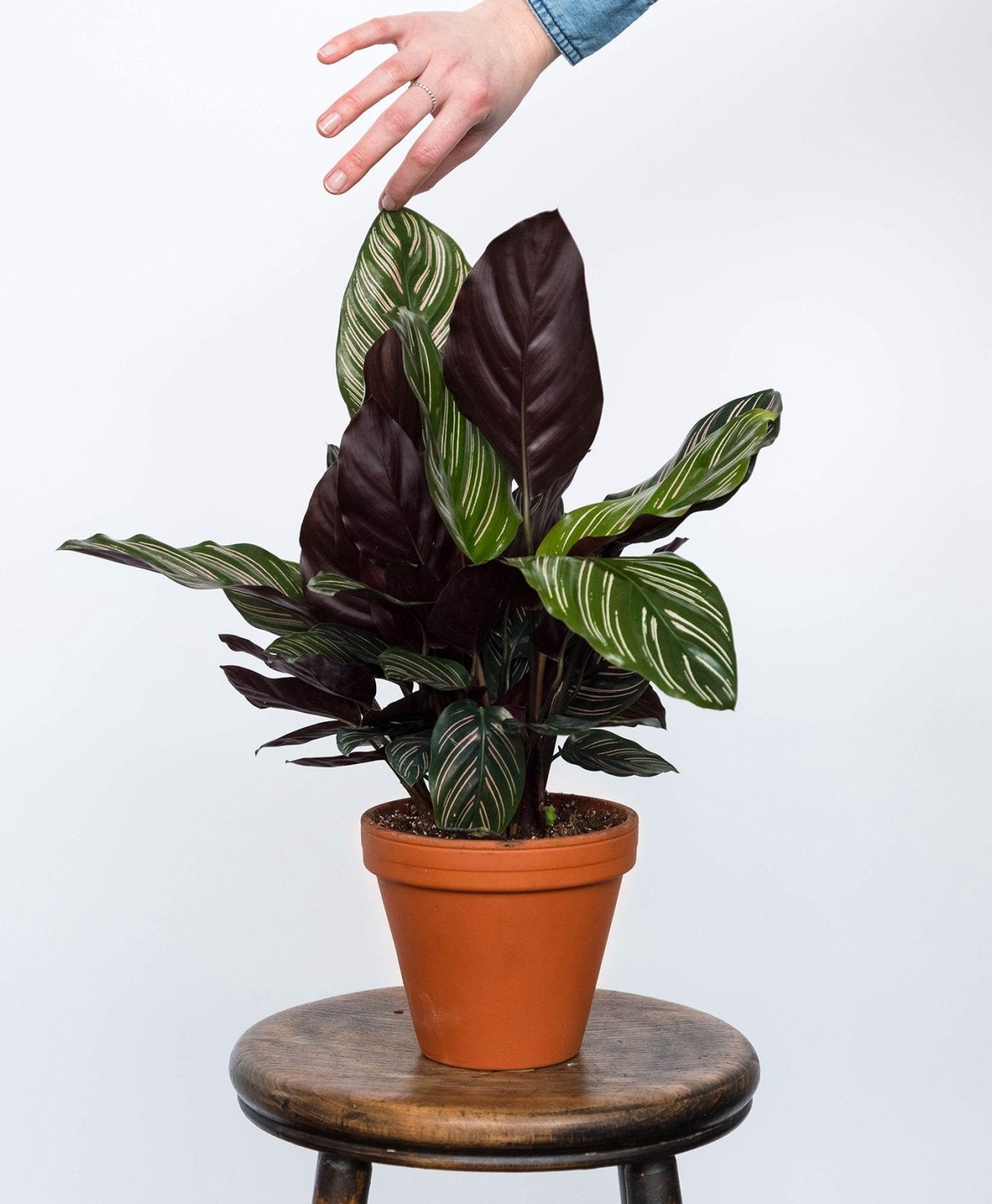 Калатея Ornata sanderiana