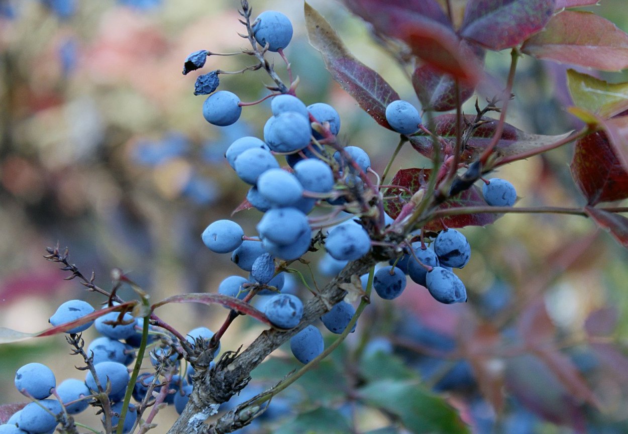 Куст с синими ягодами