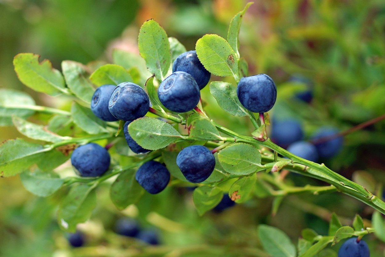 Маленькие синие ягоды