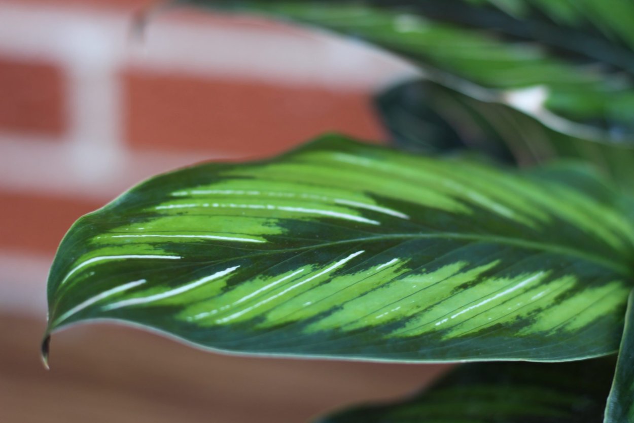 Маранта леуконеура Фасцинатор