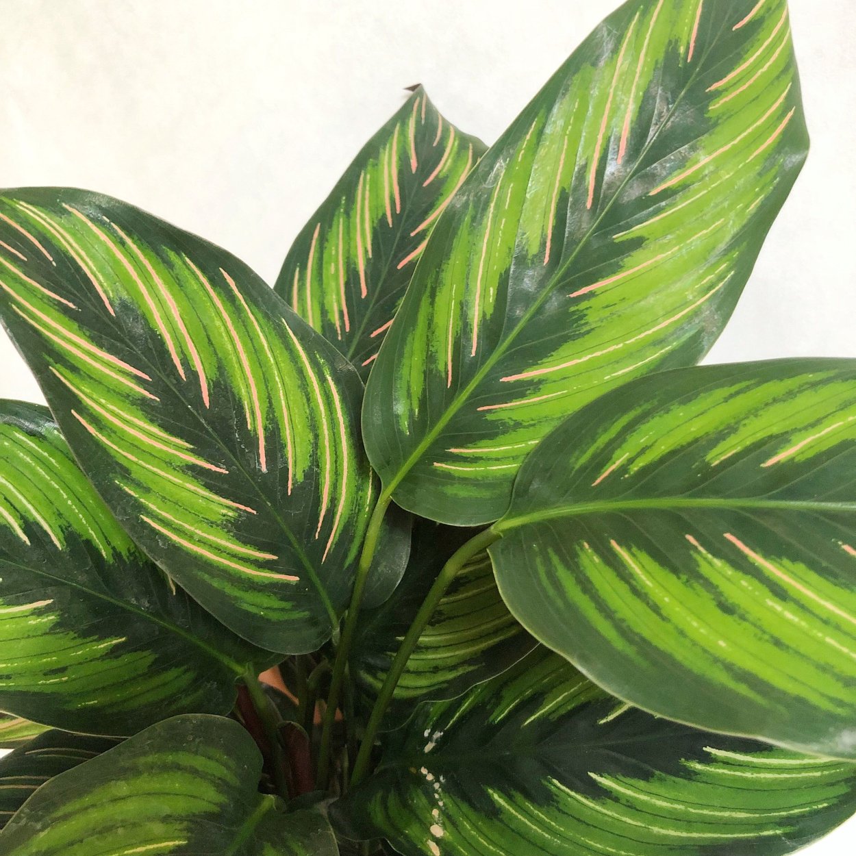 Калатея cандериана