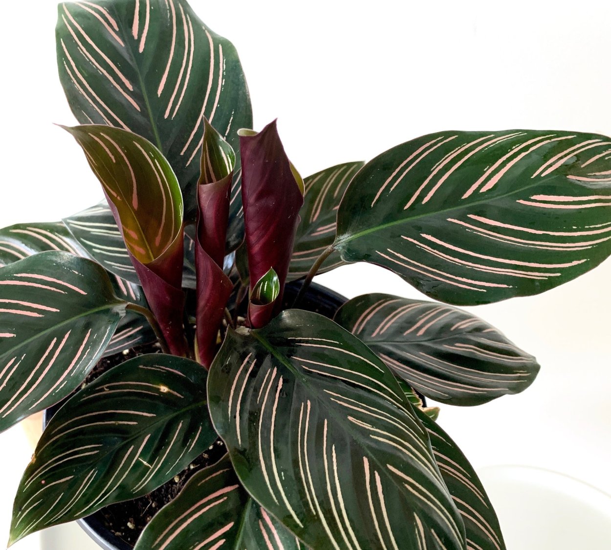 Калатея Марион