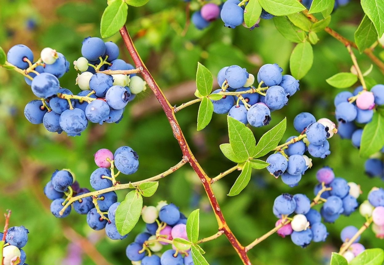 Голубика высокорослая Эллиот