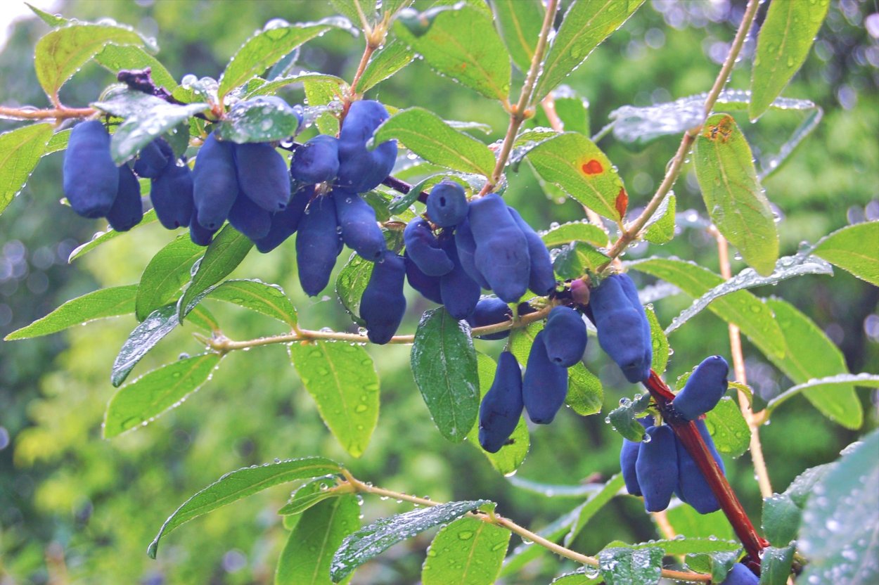 Blueberry Bush