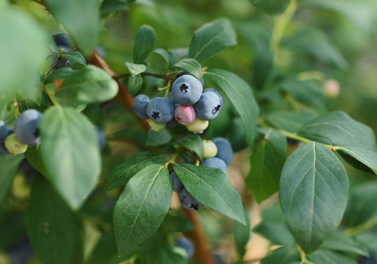 Барбарис с синими ягодами