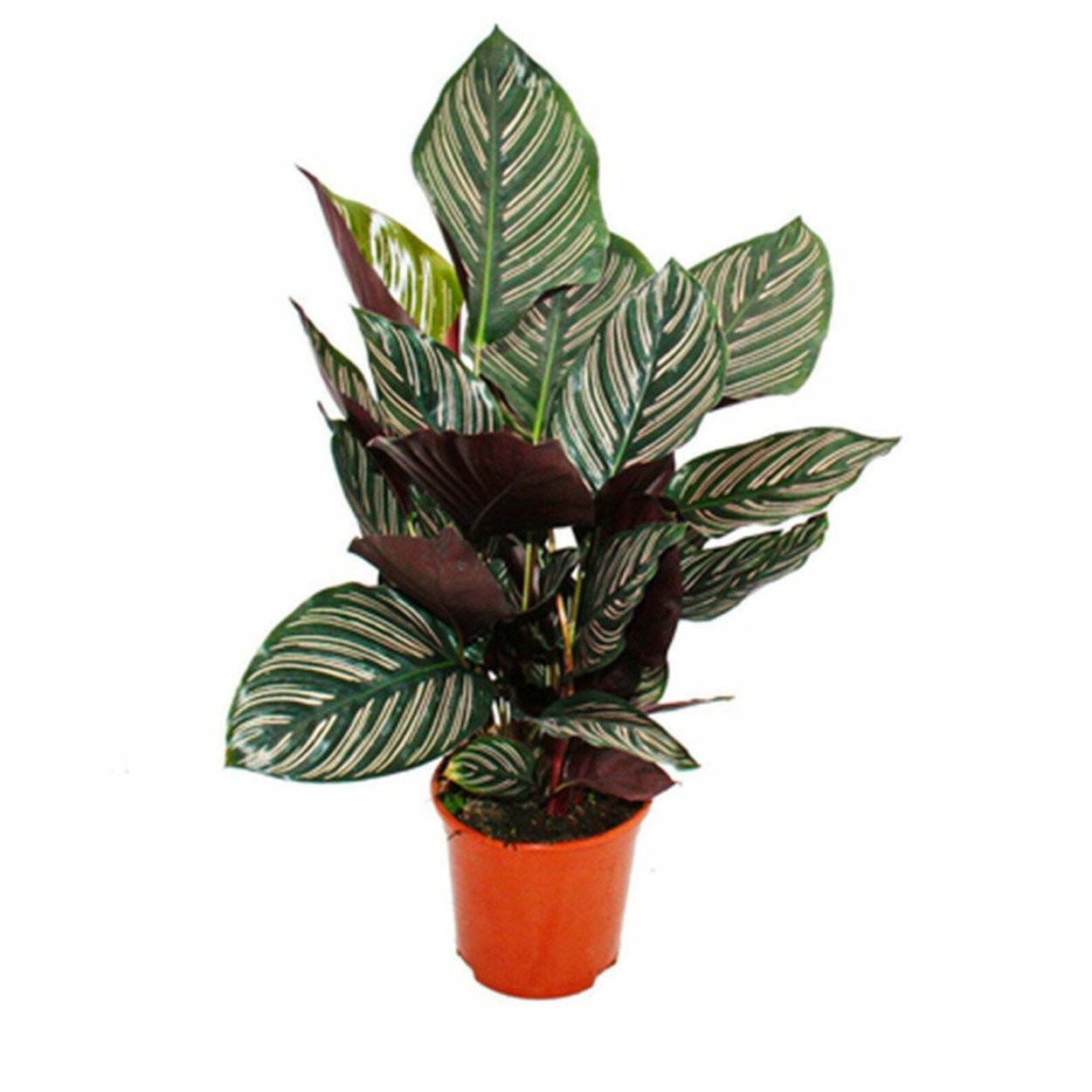 Цветок Calathea
