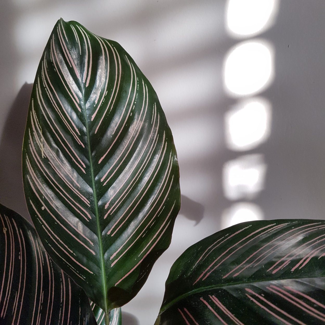 Калатея veitchiana