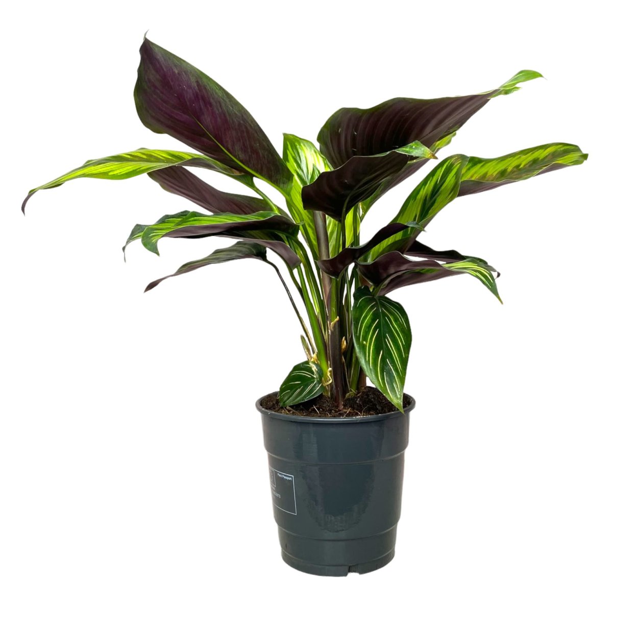 Калатея шафранная кроката