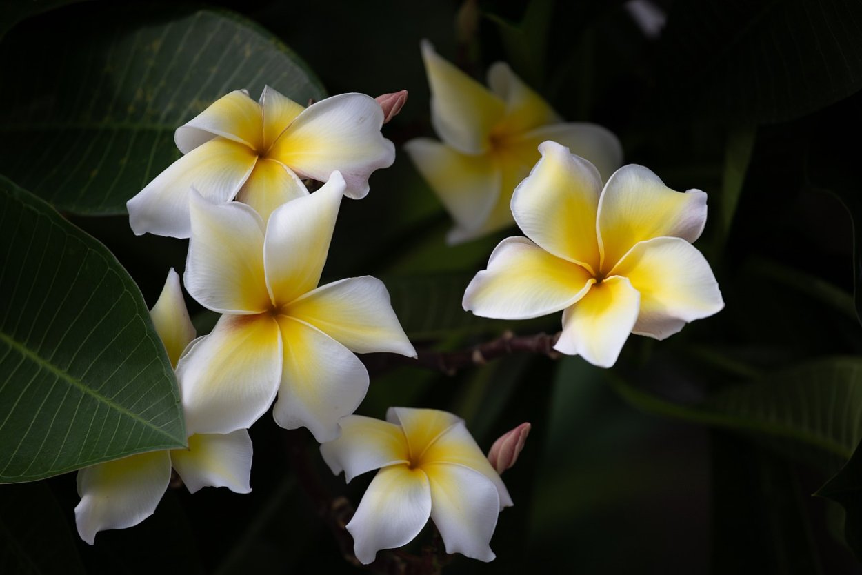 Цветок Тайланда Плюмерия