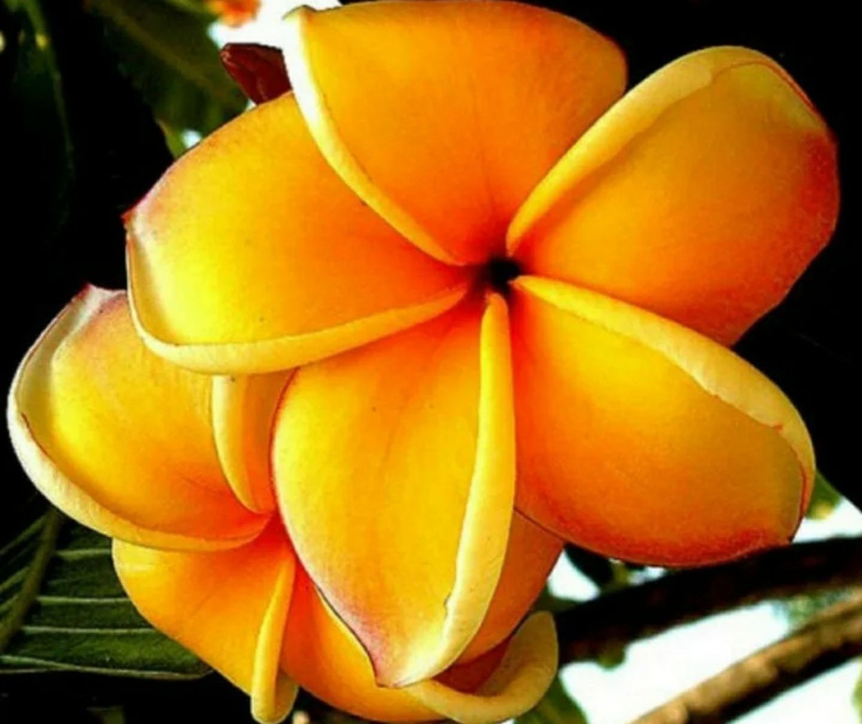 Плюмерия семена манго