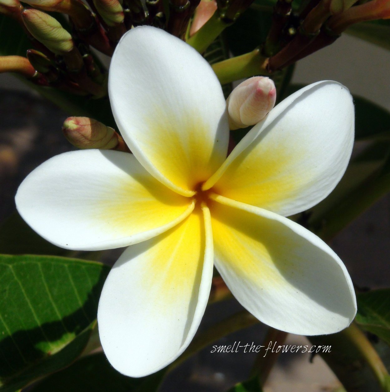 Франжипани Кришна