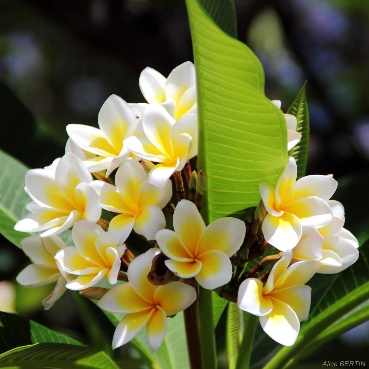 Плюмерия манго