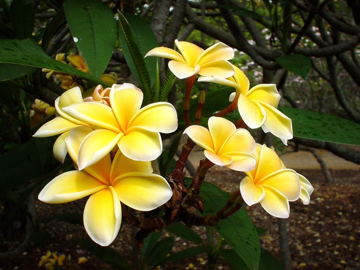 Цветок манго распущенный