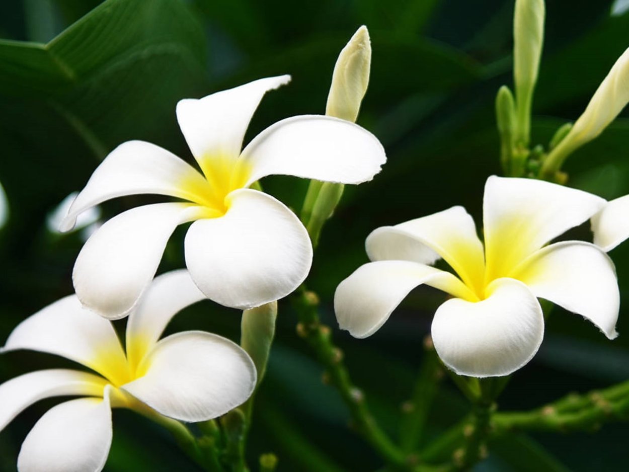 Цветы тропические Франжипани