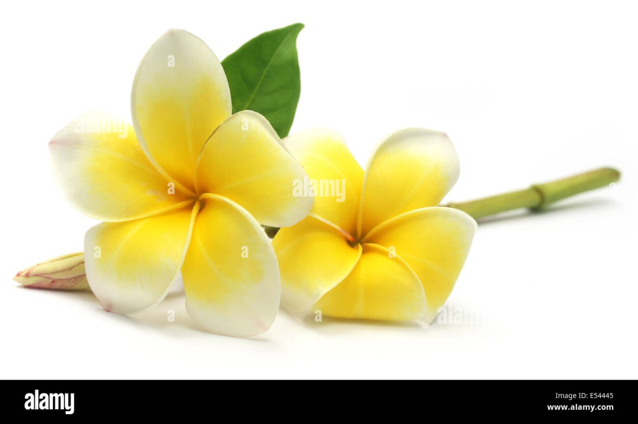 Цветы Плюмерия Франжипани