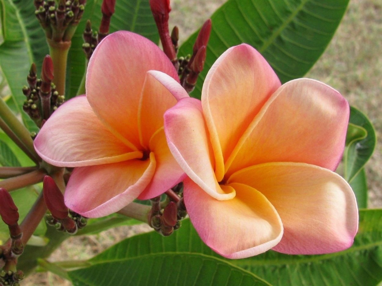 Плюмерия комнатная коралловый