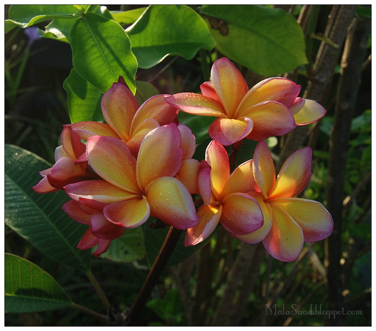 Плюмерия Франжипани манго