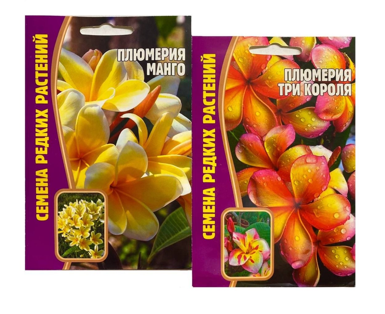 Цветок Тайланда Франжипани