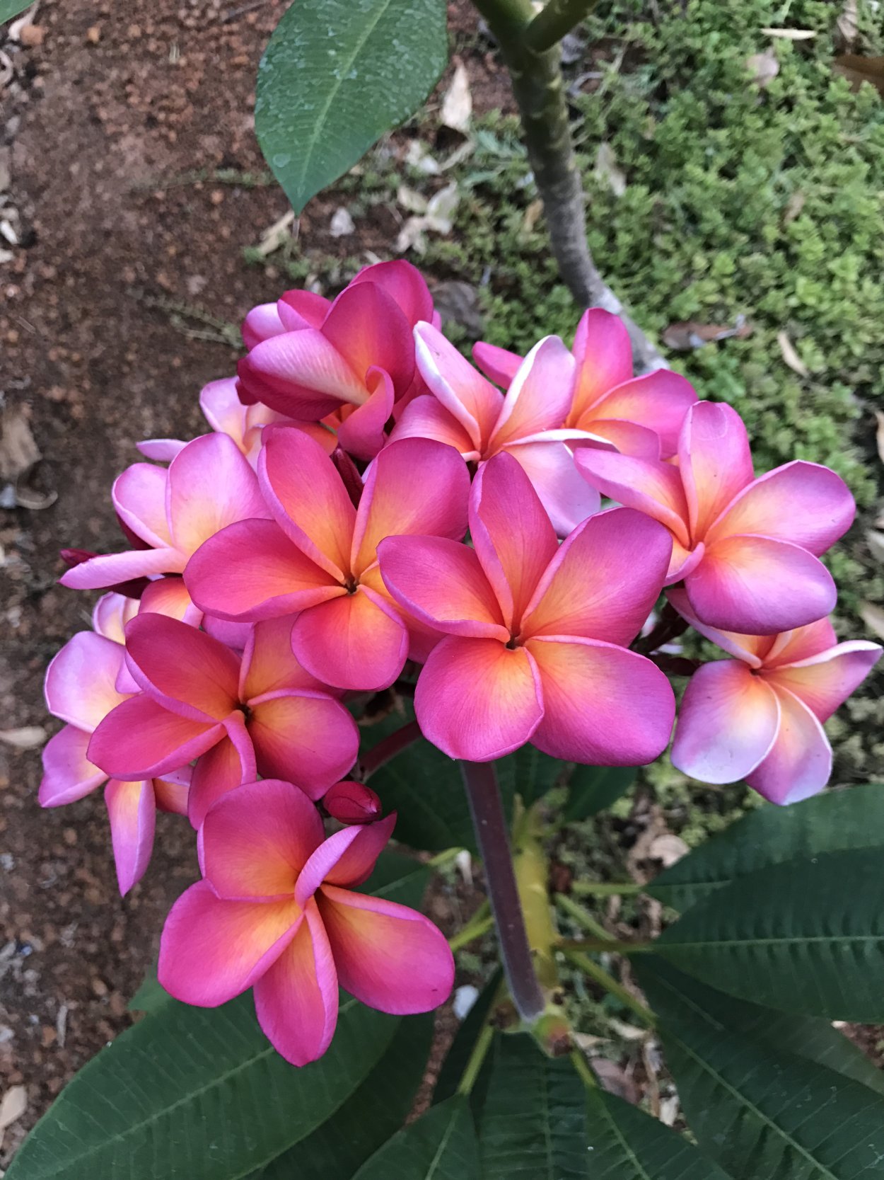 Кирибати Плюмерия