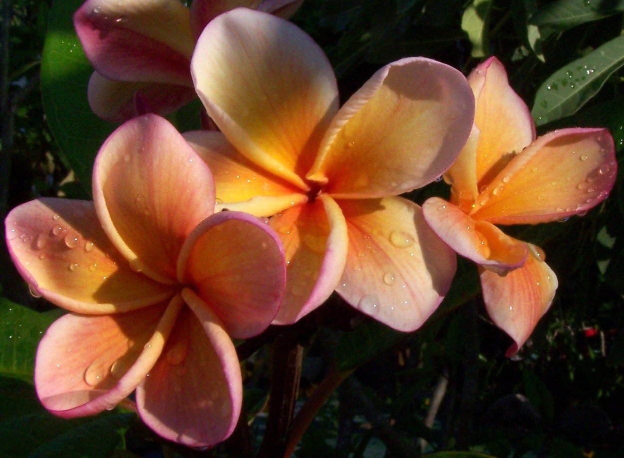 Плюмерия оранжевая