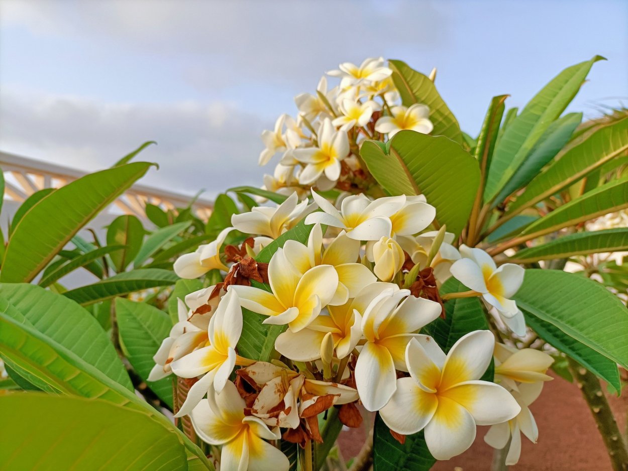 Плюмерия опрыскивание