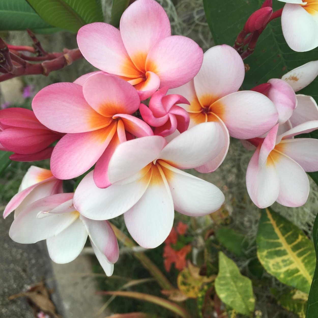 Магнолия Тайланд