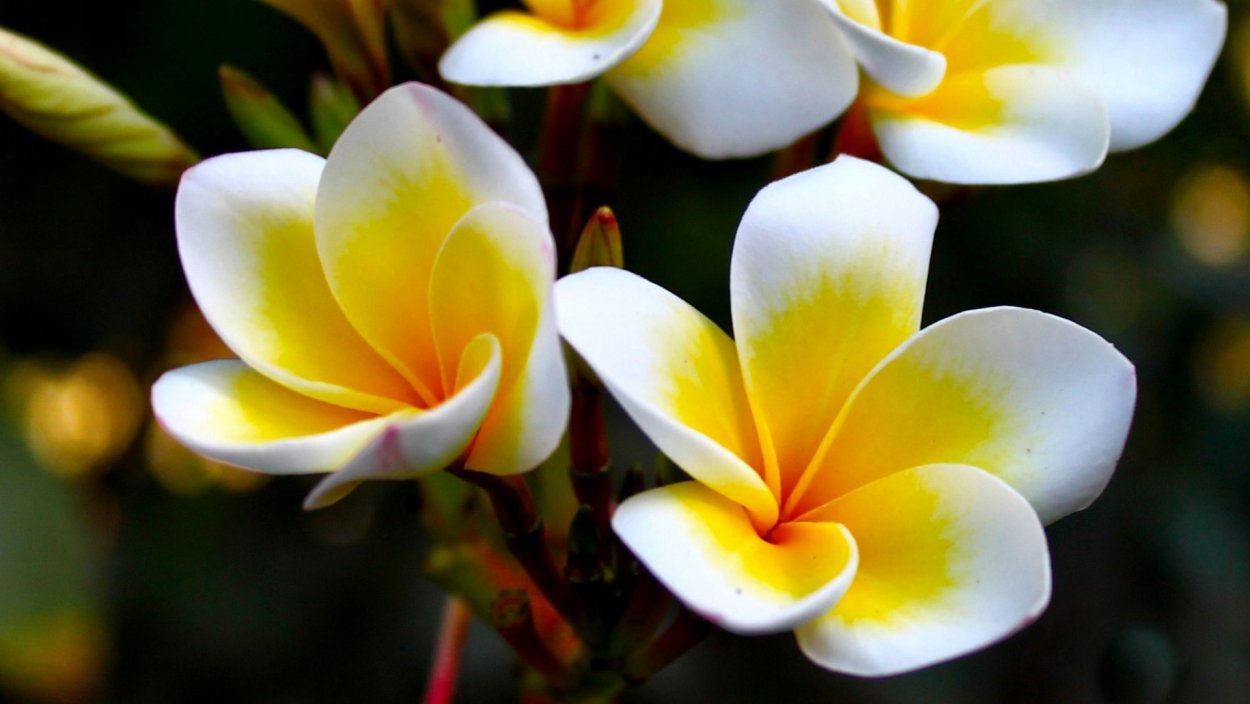 Плюмерия Франжипани манго
