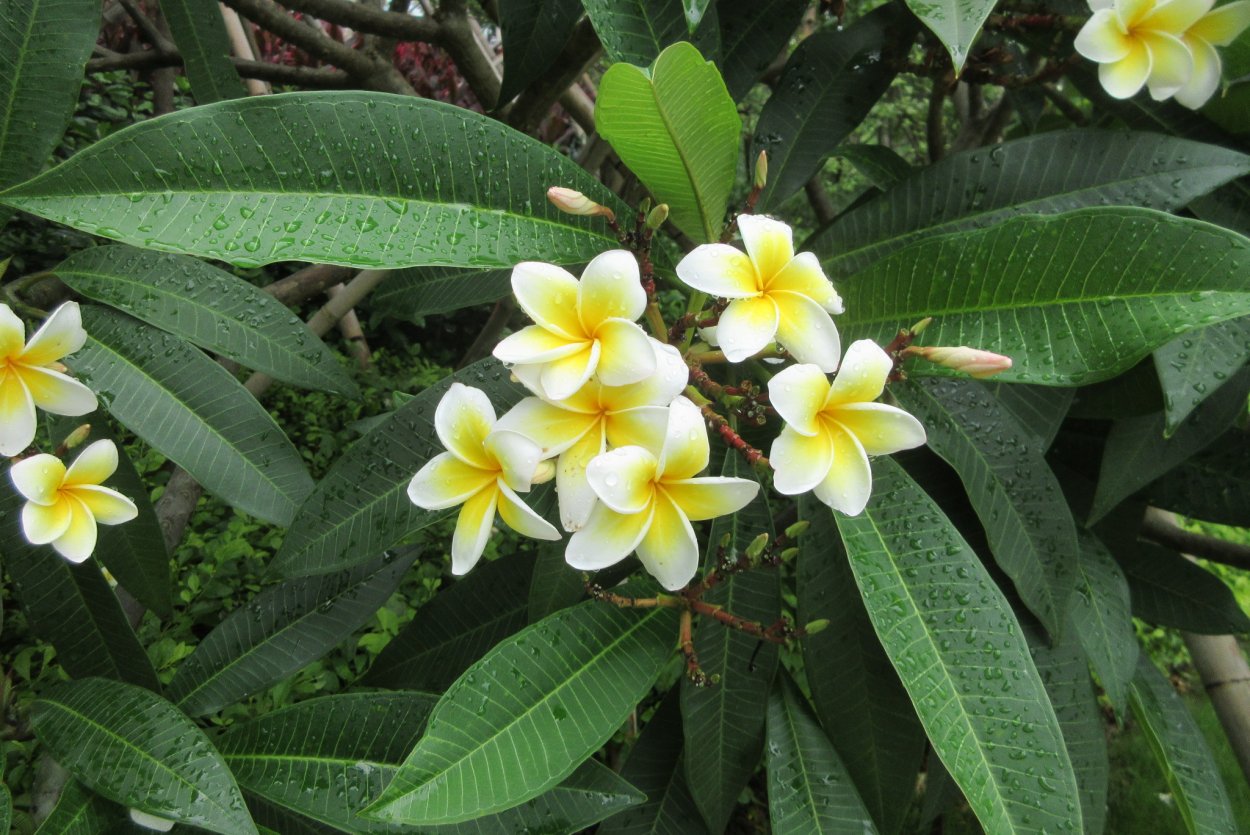 Франжипани монои