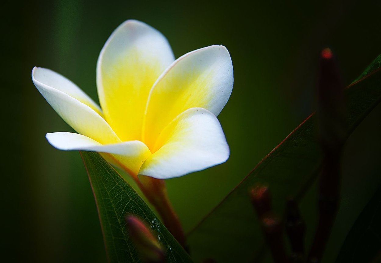 Жасмин Плюмерия