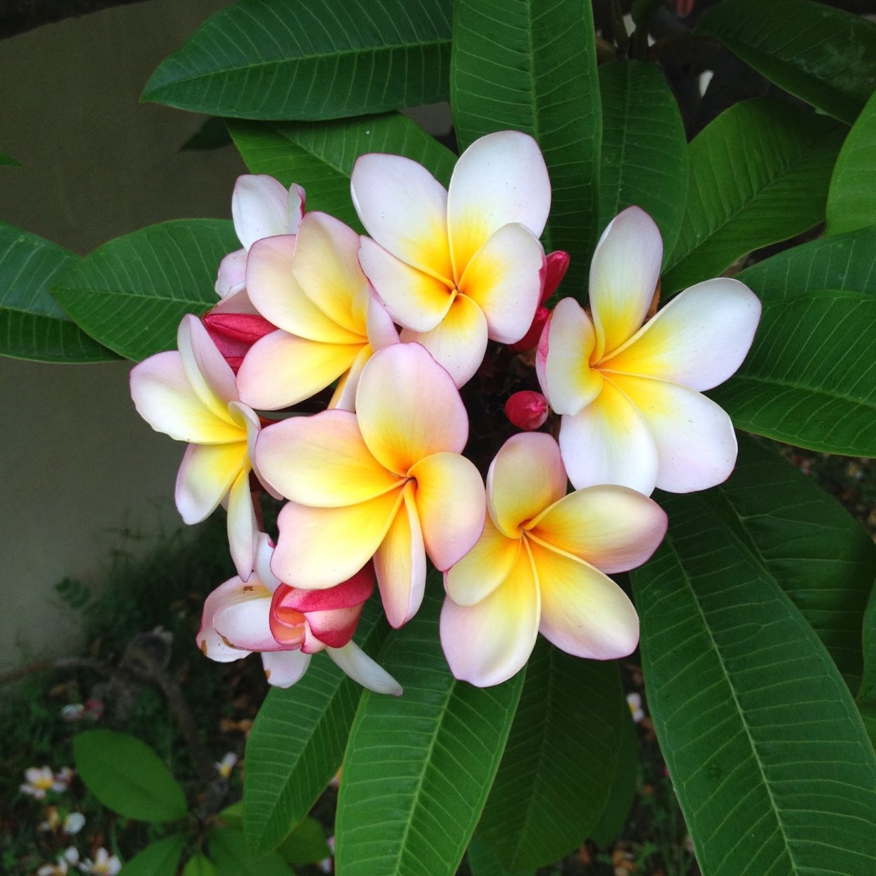 Плюмерия красный турмалин