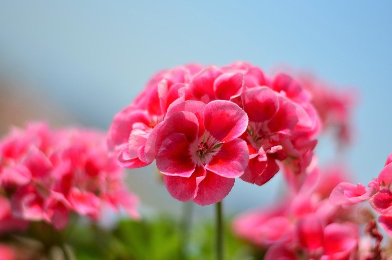 Крымская пеларгония. Крымская роза пеларгония. Flower of the Spring пеларгония. Springfield Black пеларгония фото. Пеларгония Крымская роза фото и описание.