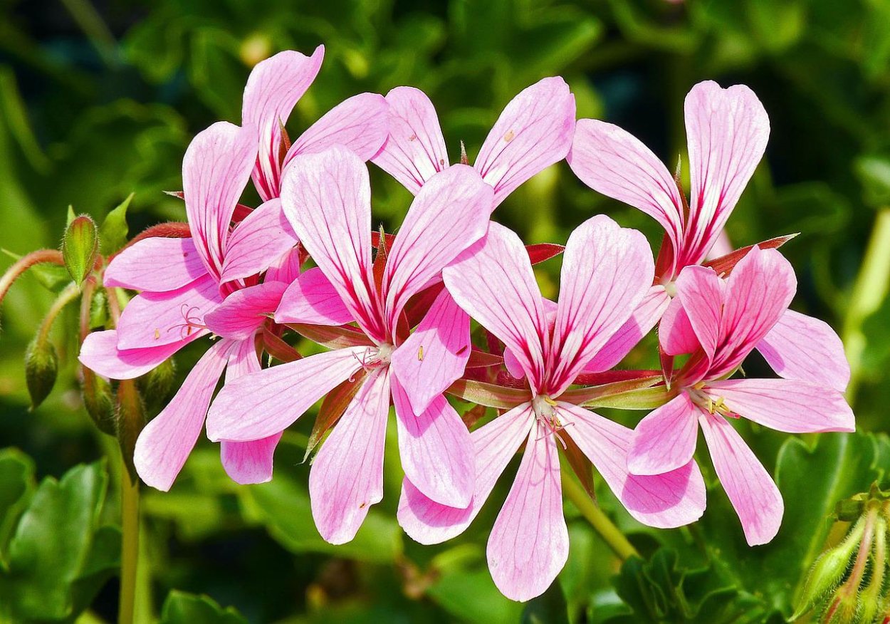 Душистая пеларгония Pink capitatum. Пеларгония Чарити душистая. Eskay Saar пеларгония. Пеларгония метельчатая.