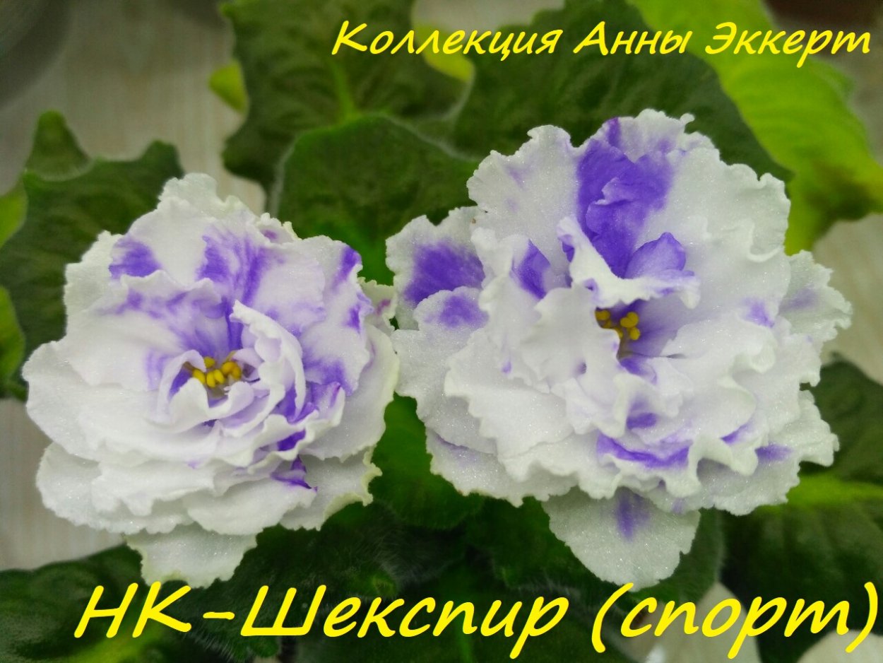 Фиалка НК Шекспир